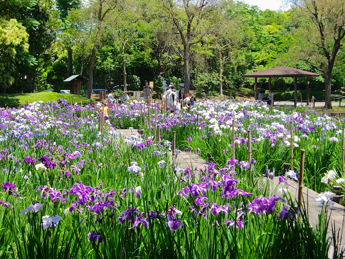 香澄公園 花菖蒲