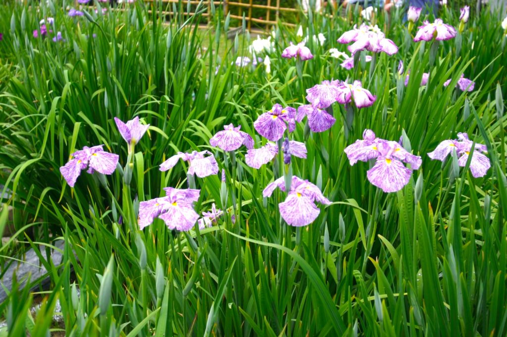 葛飾菖蒲まつり