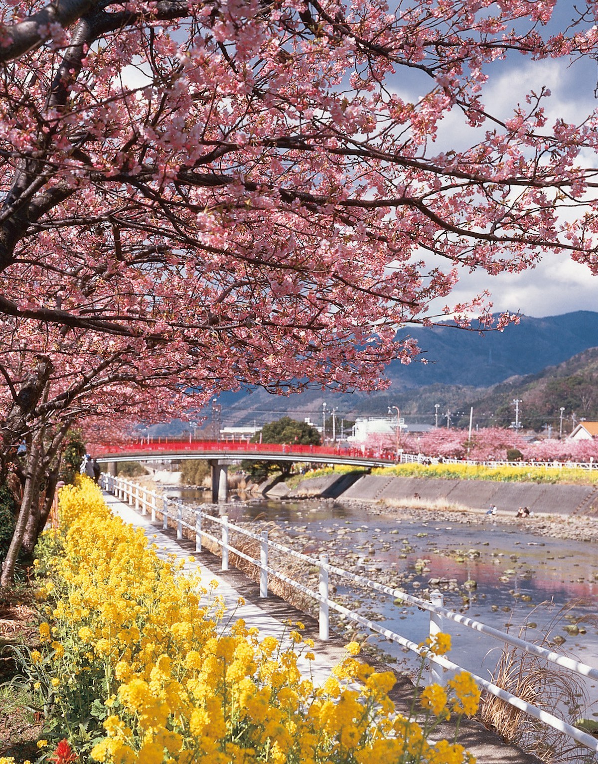 河津桜まつり