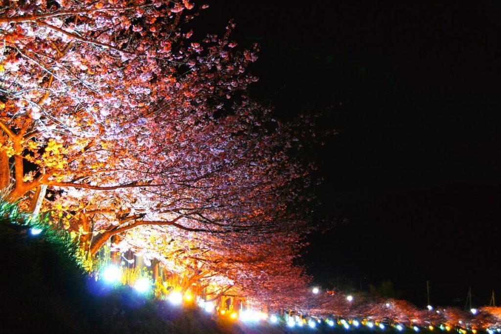 河津桜・夜桜