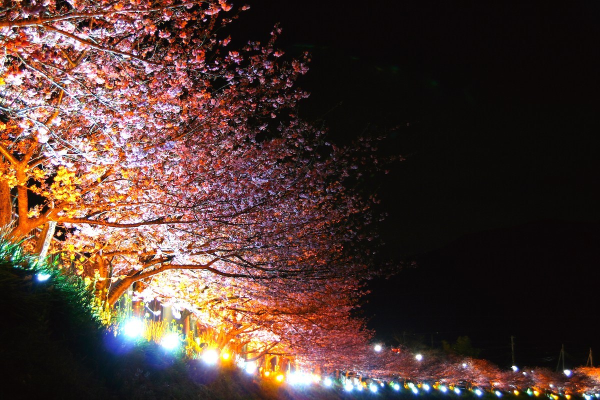 河津桜・夜桜