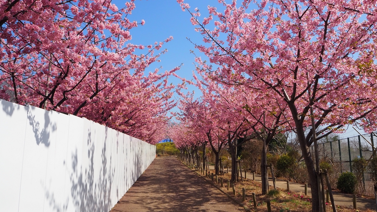 なぎさ公園・河津桜