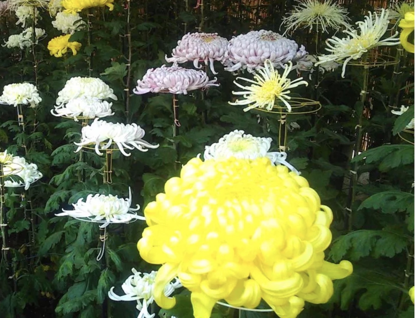 千葉市都市緑化植物園『菊花展』