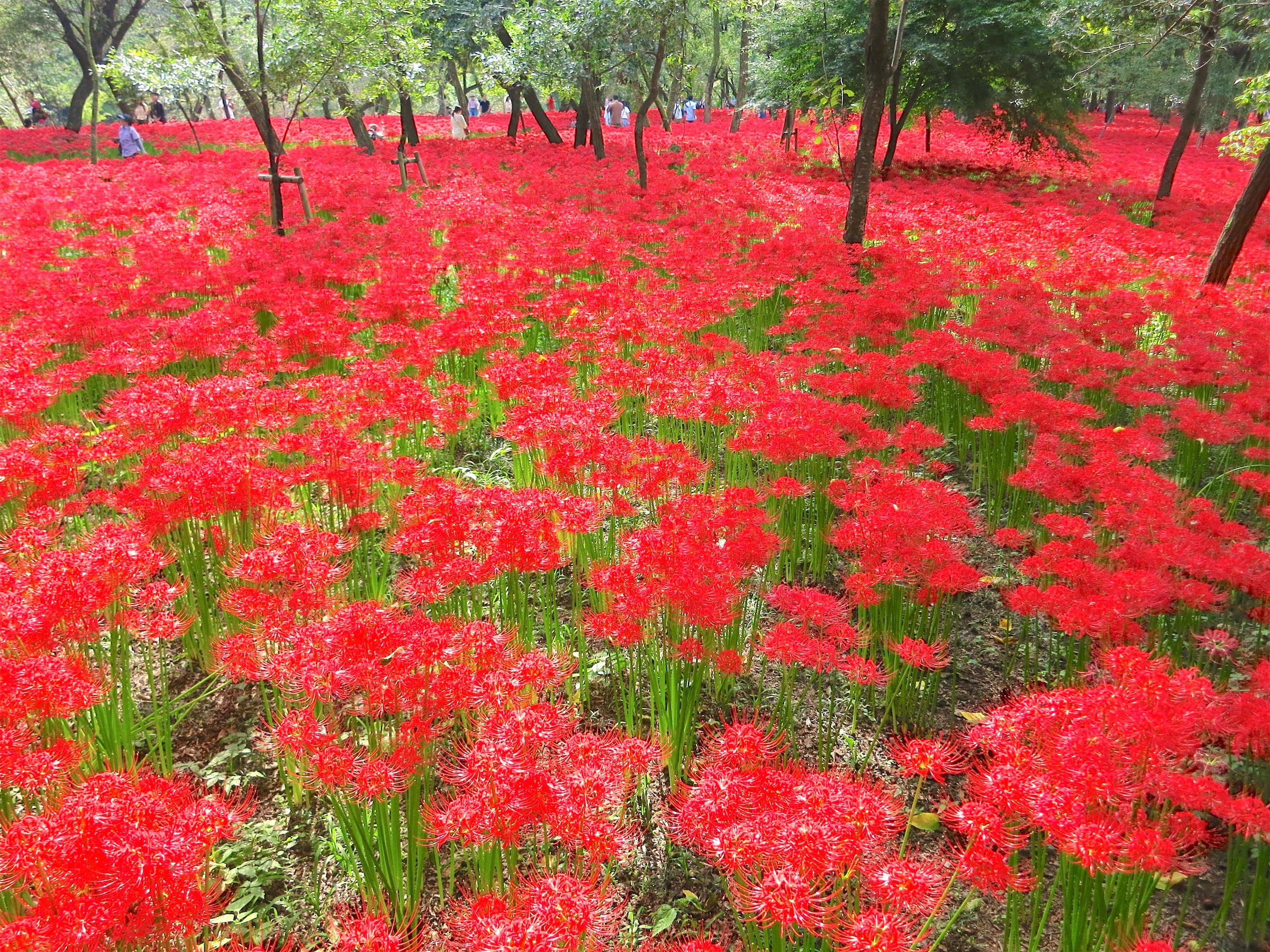 巾着田曼珠沙華