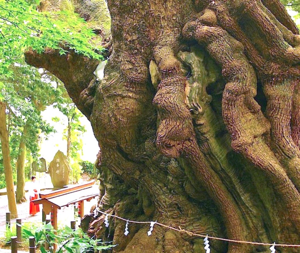来宮神社・大楠祭