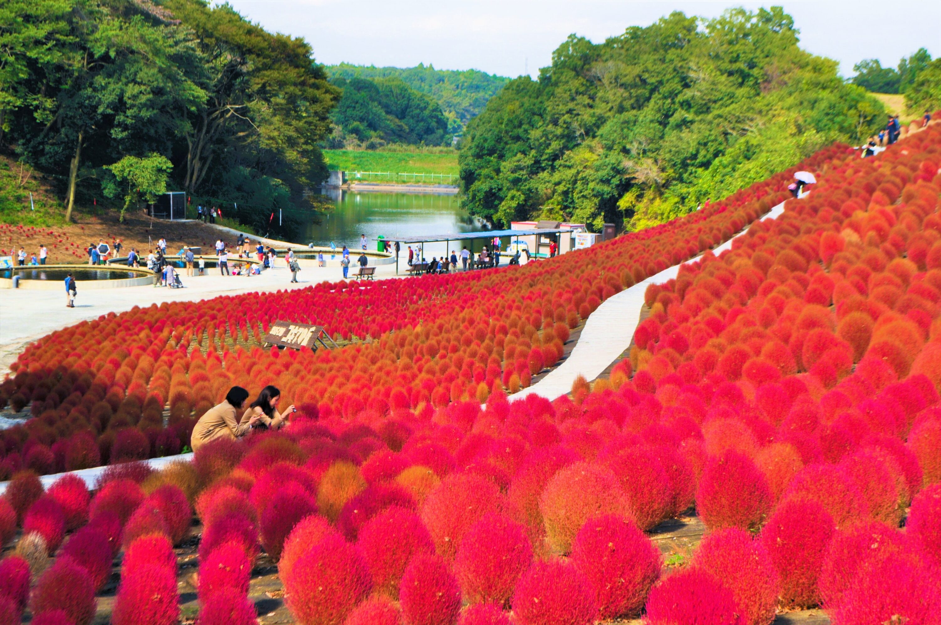 東京ドイツ村・コキア