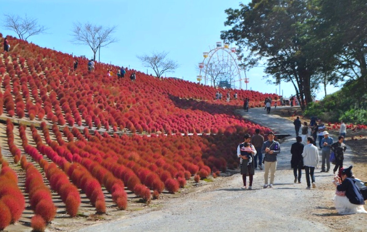 東京ドイツ村・コキア