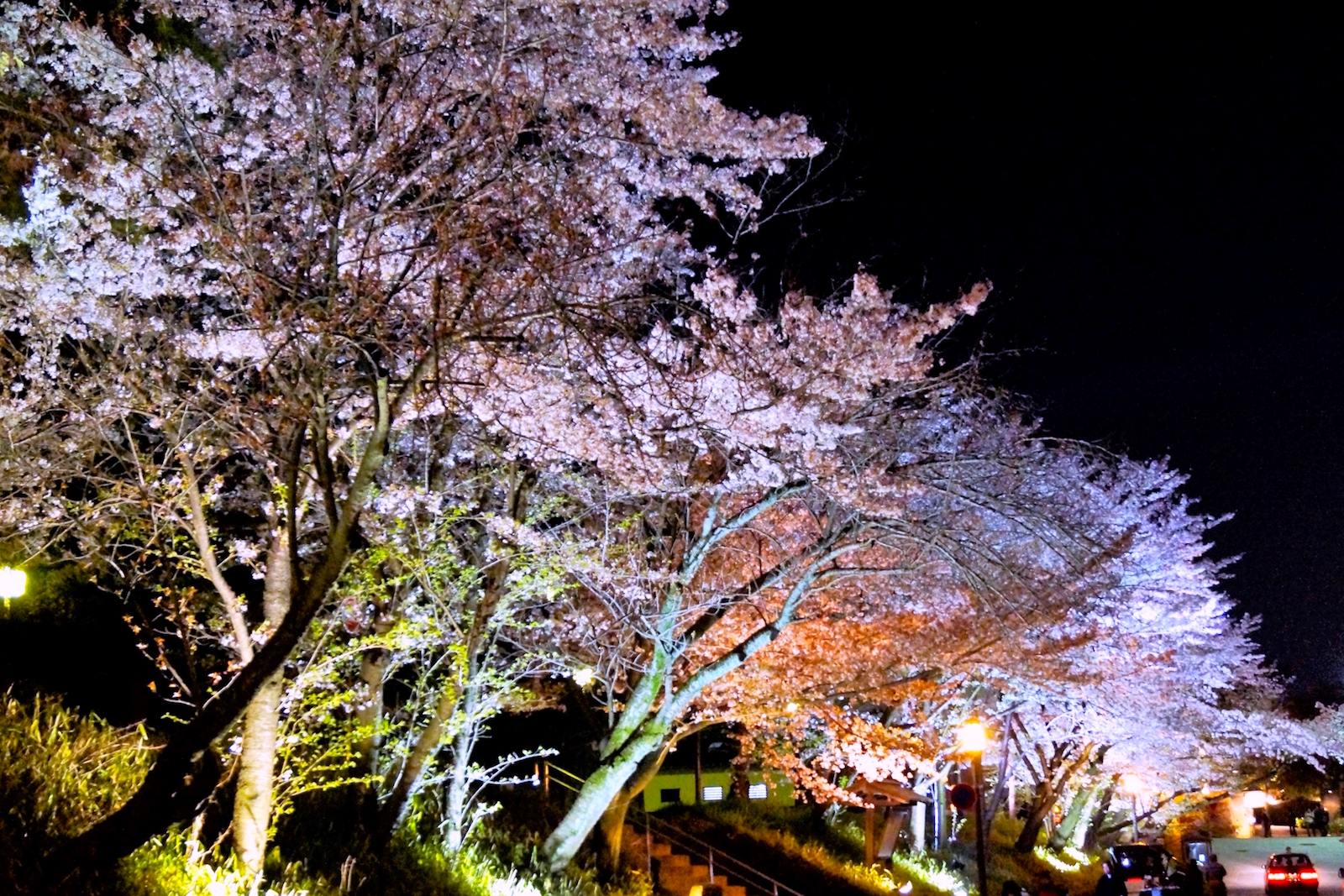 高台寺『春の特別展・春の夜間特別拝観』