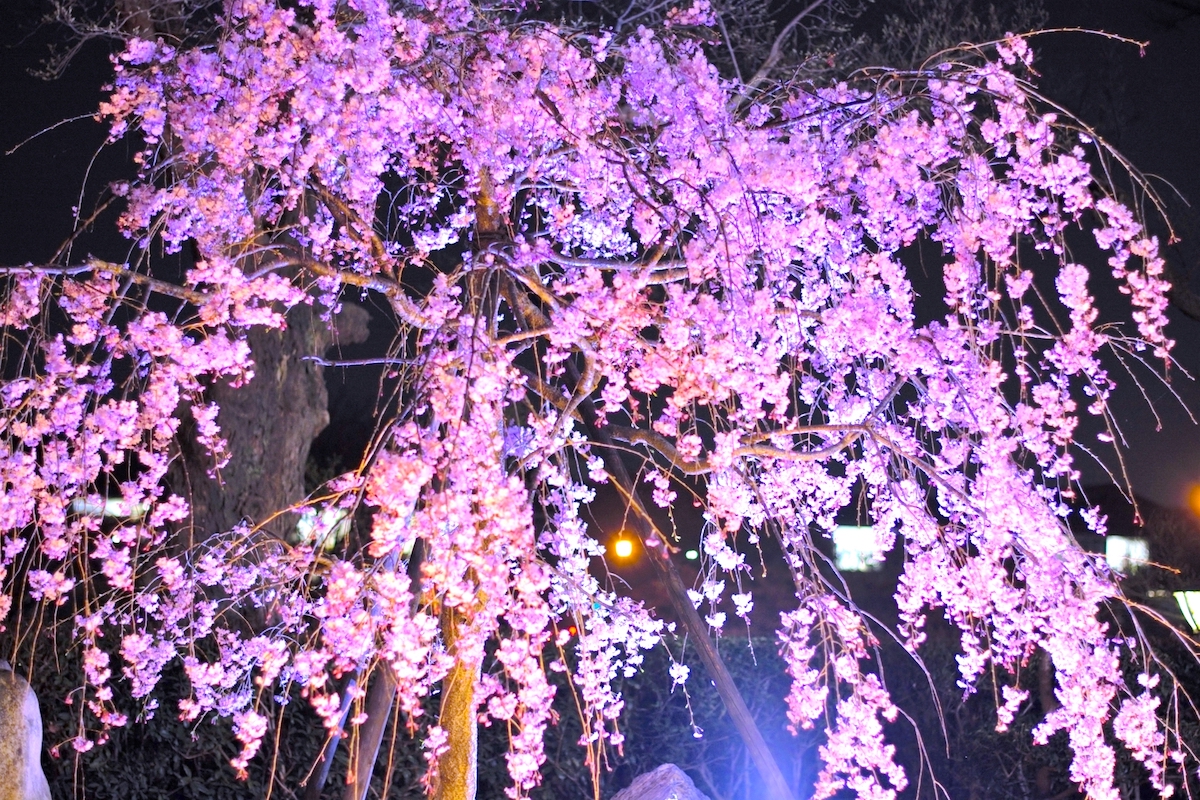 高台寺『春の特別展・春の夜間特別拝観』