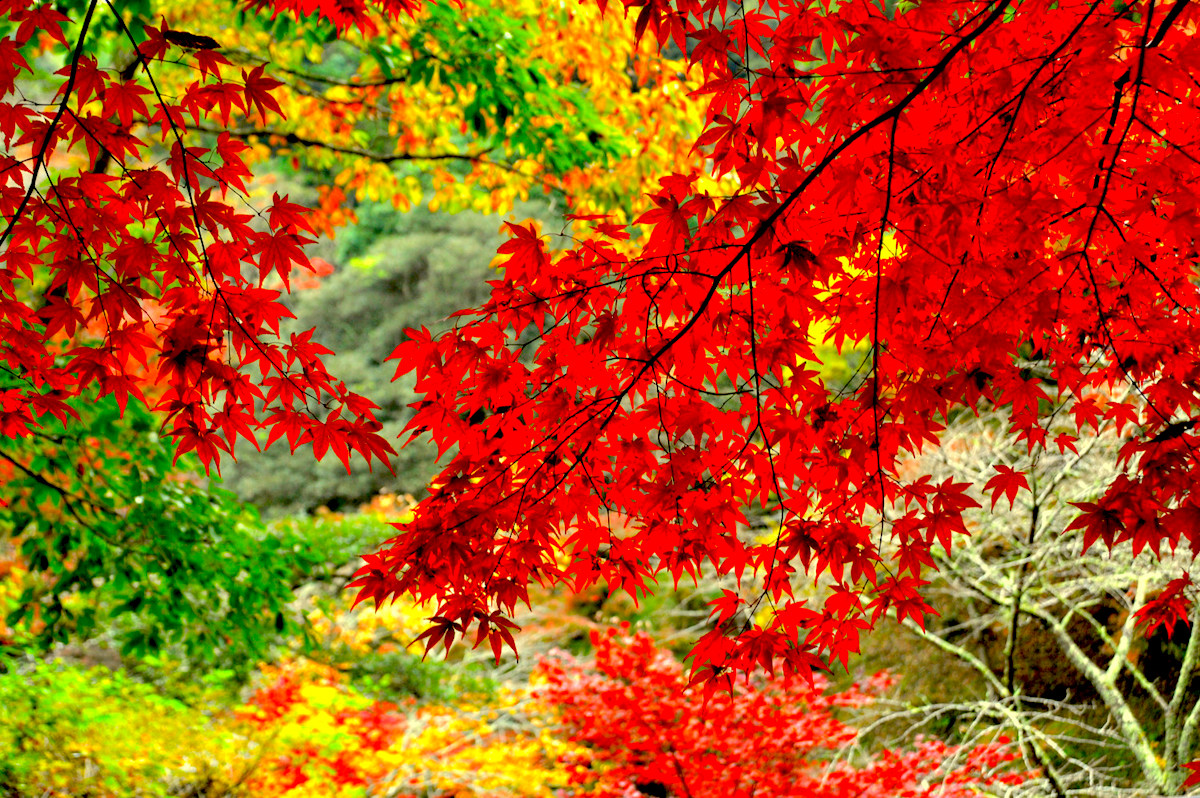 小松寺・紅葉