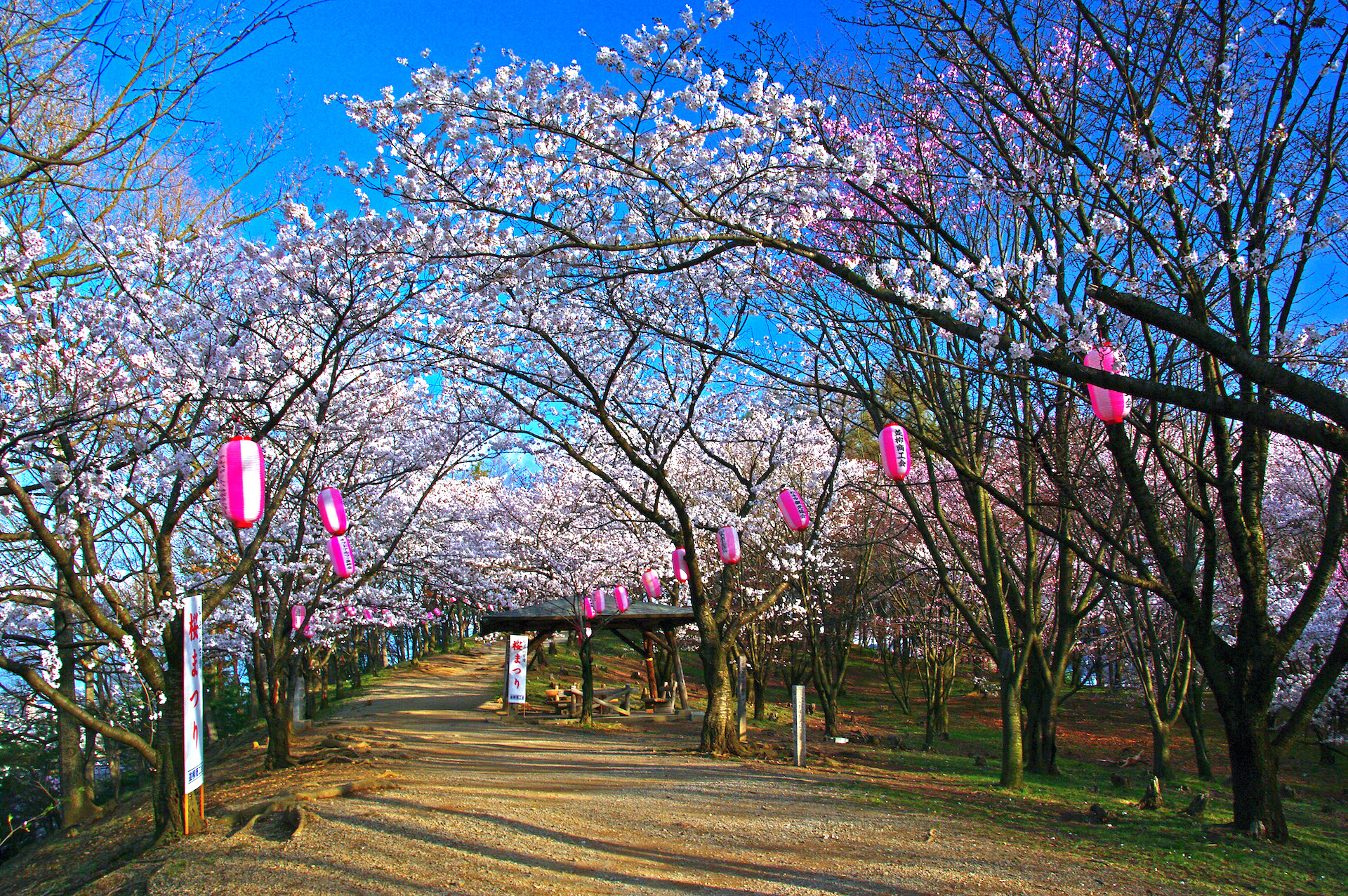 弘法山古墳桜まつり