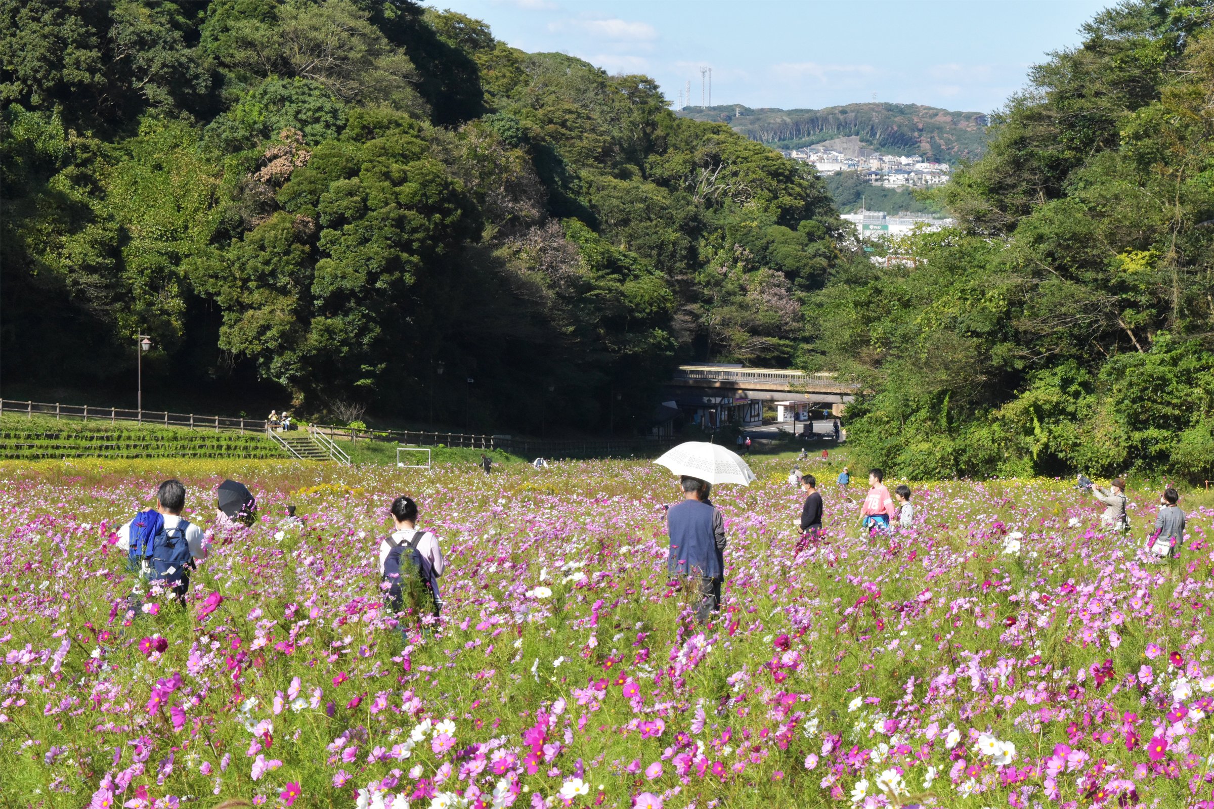 くりはま花の国コスモスまつり