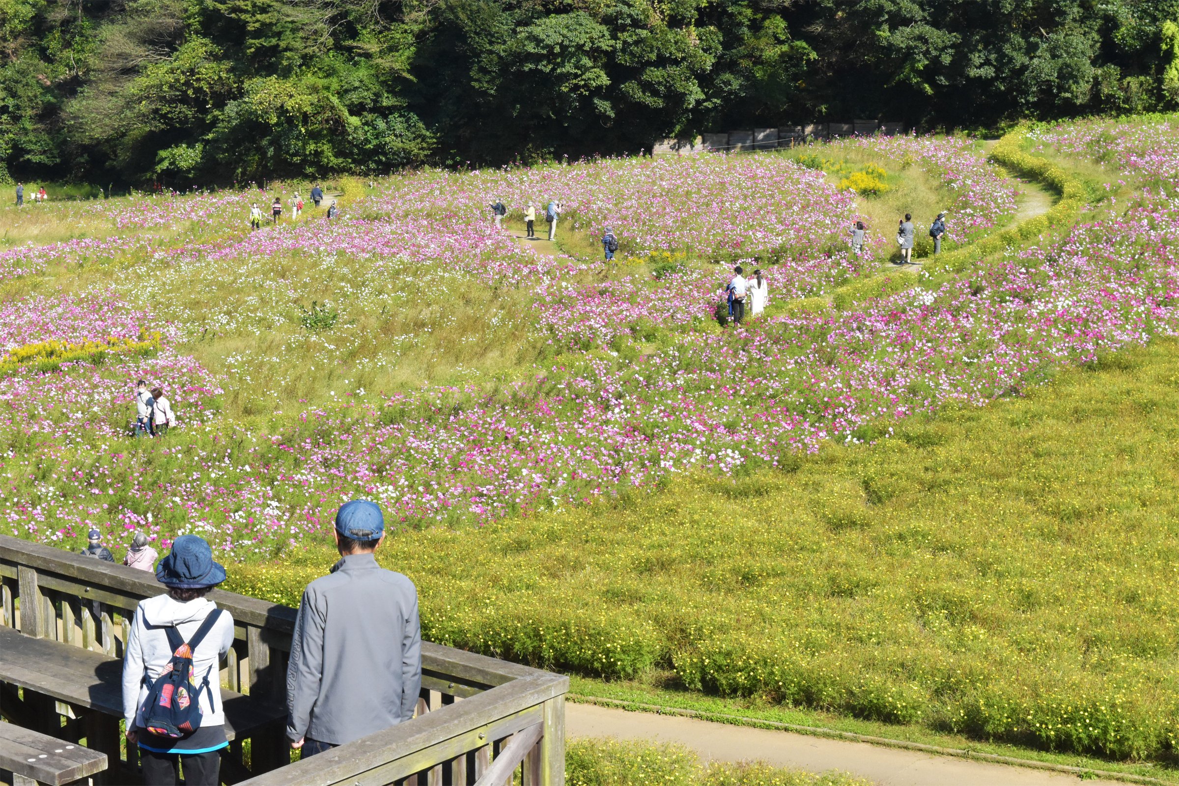 くりはま花の国コスモスまつり