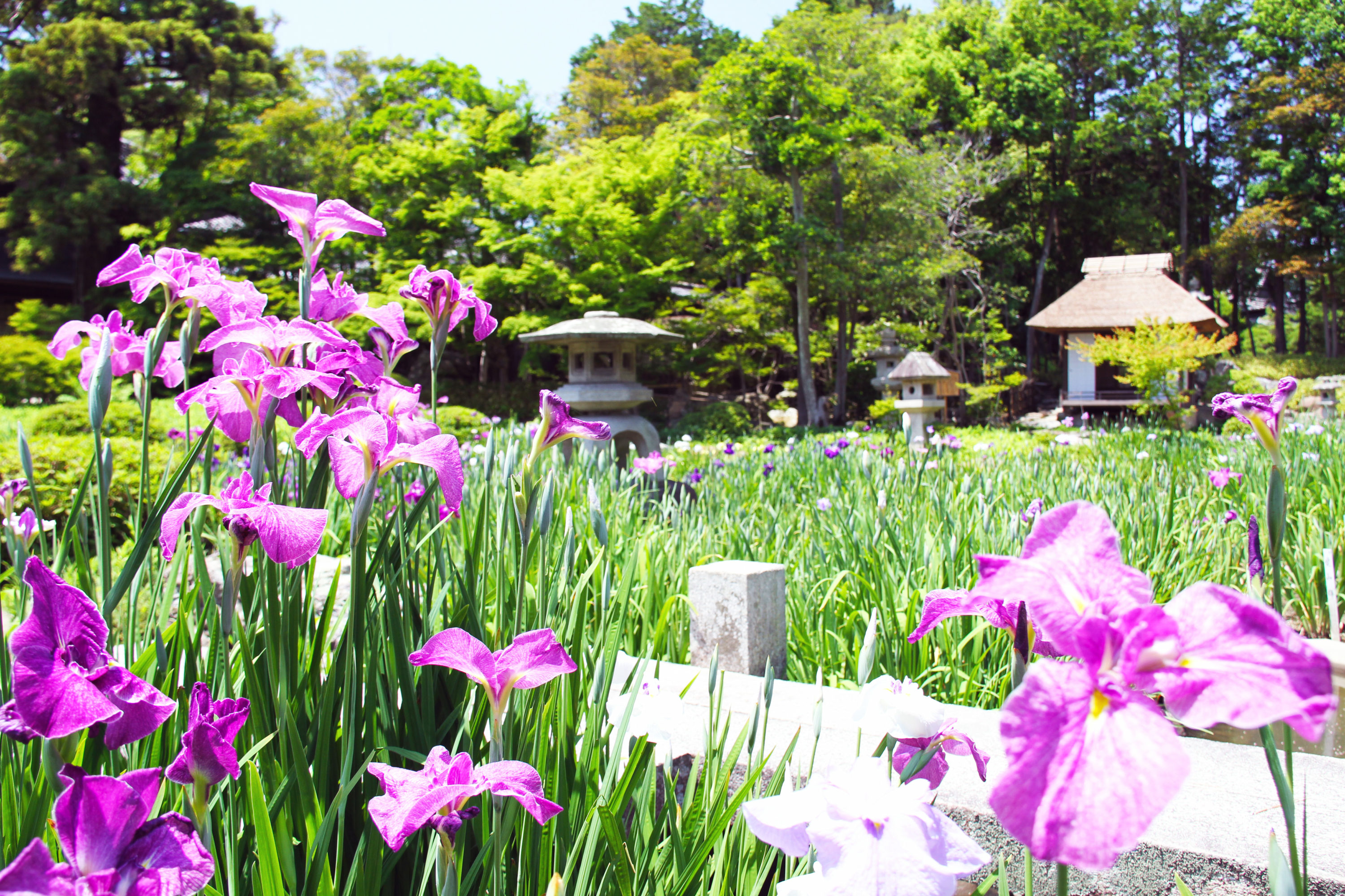 九華公園花菖蒲まつり