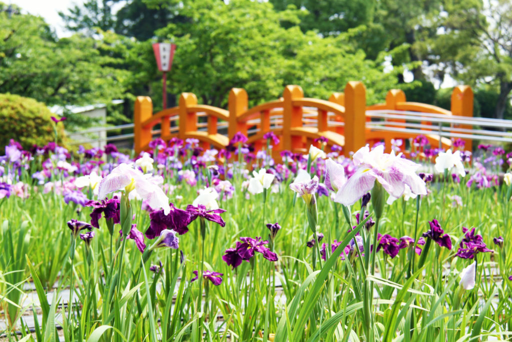九華公園花菖蒲まつり