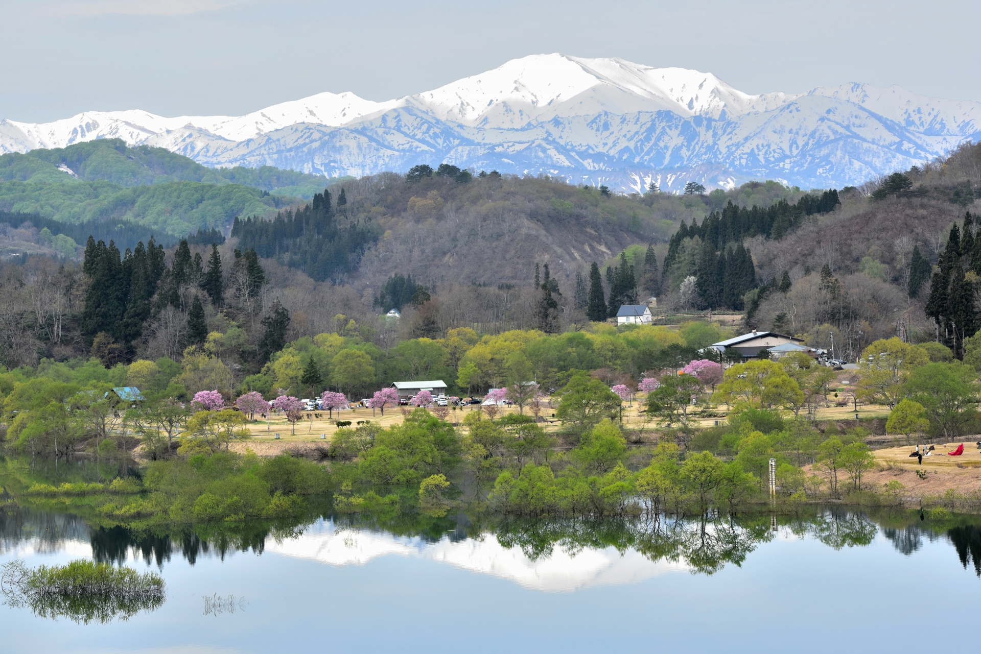 白川湖の埋没林