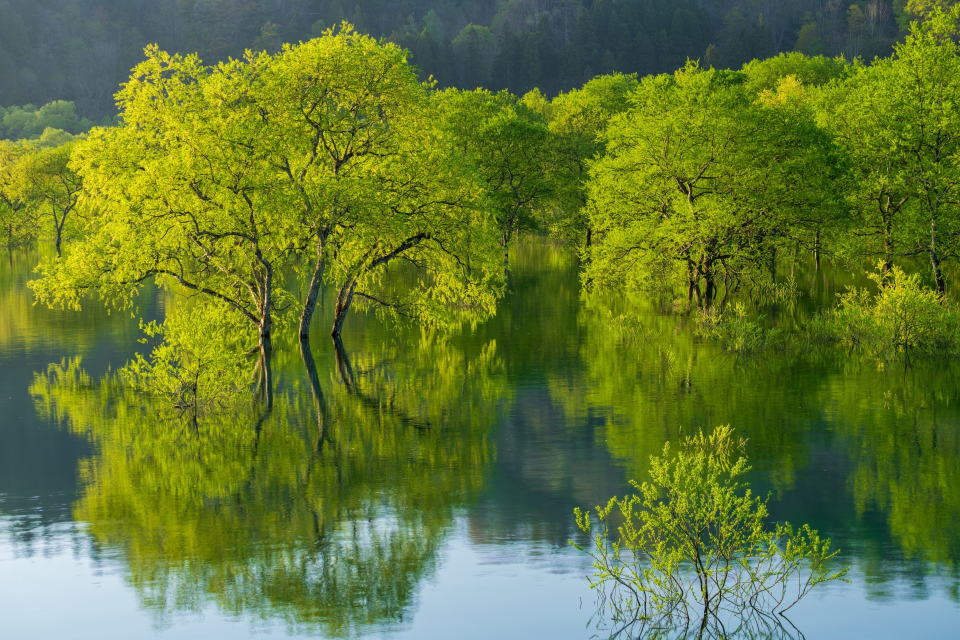 白川湖の埋没林