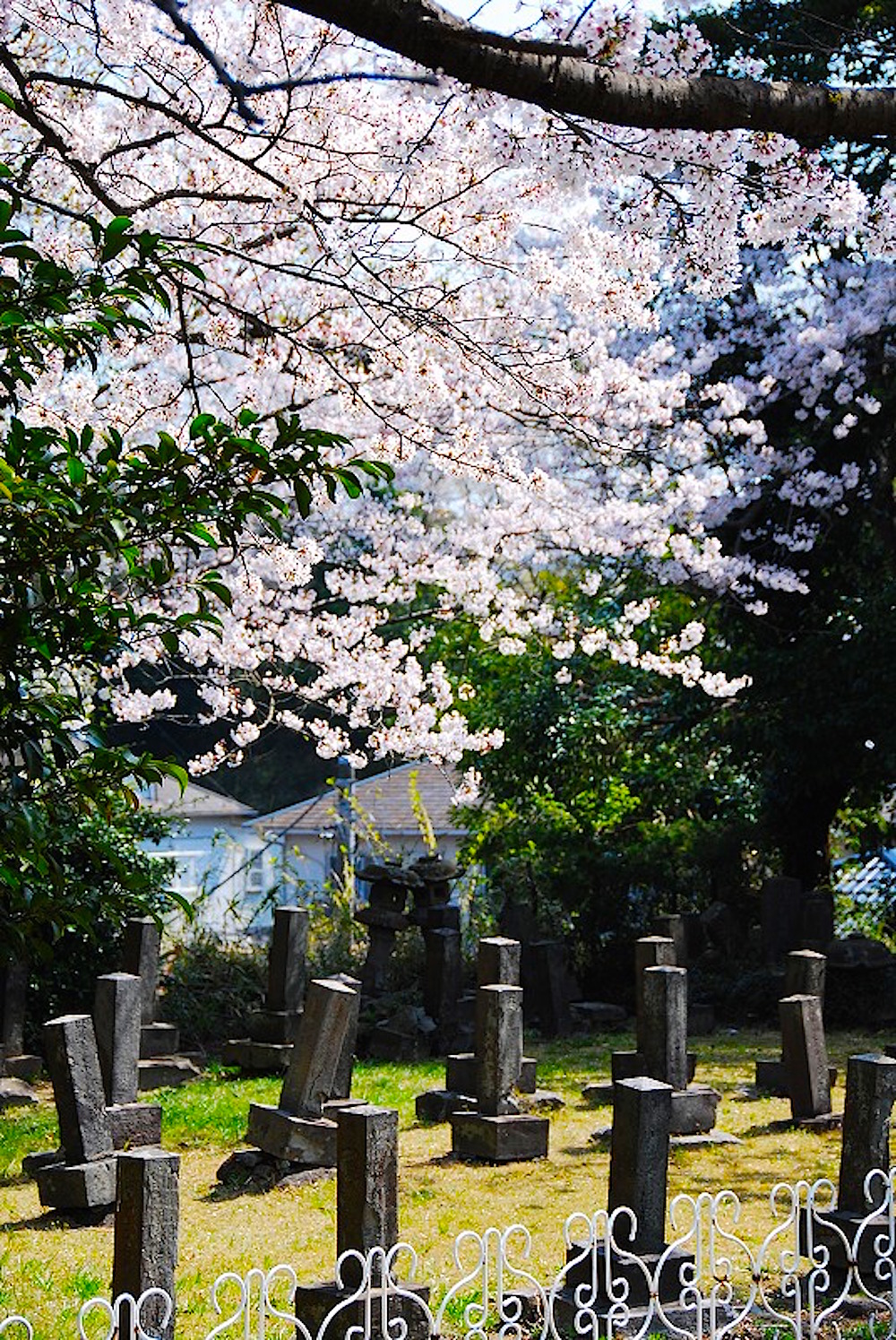 馬門山海軍墓地は桜の名所でもあり、桜のシーズンの写真もコンクールの対象に