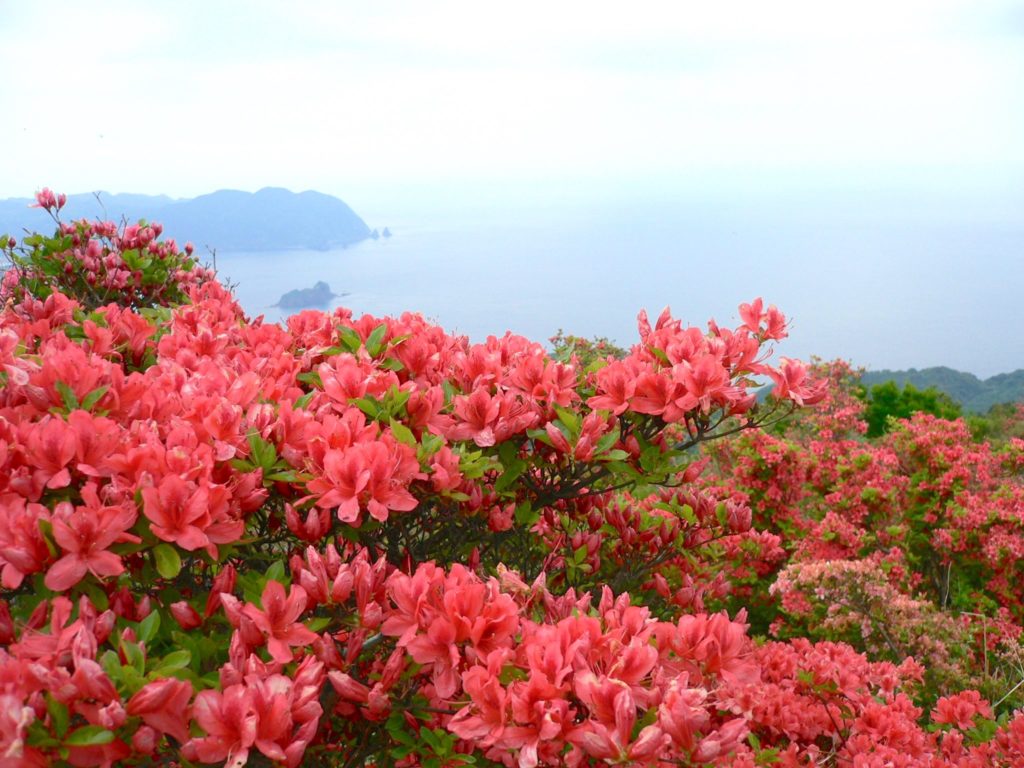 高通山つつじまつり