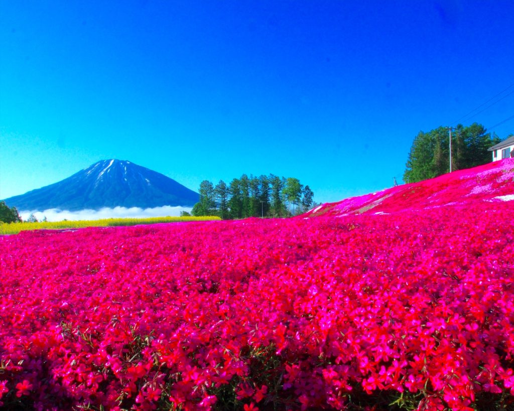 三島さんの芝ざくら庭園