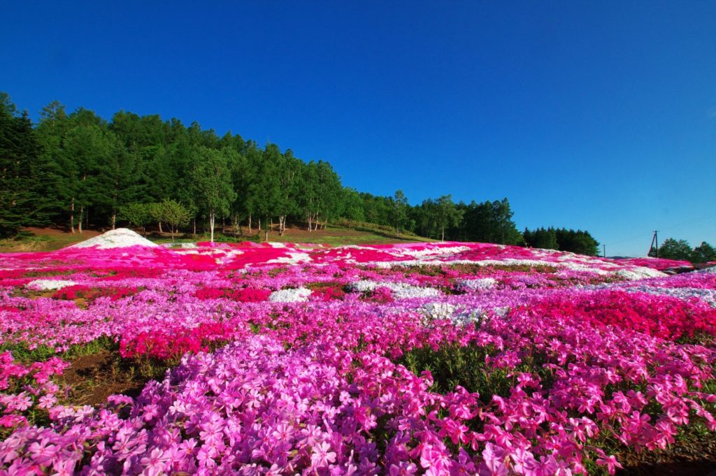 三島さんの芝ざくら庭園