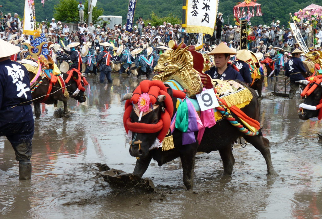 壬生の花田植