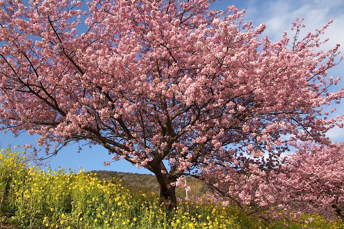 南伊豆・みなみの桜と菜の花まつり