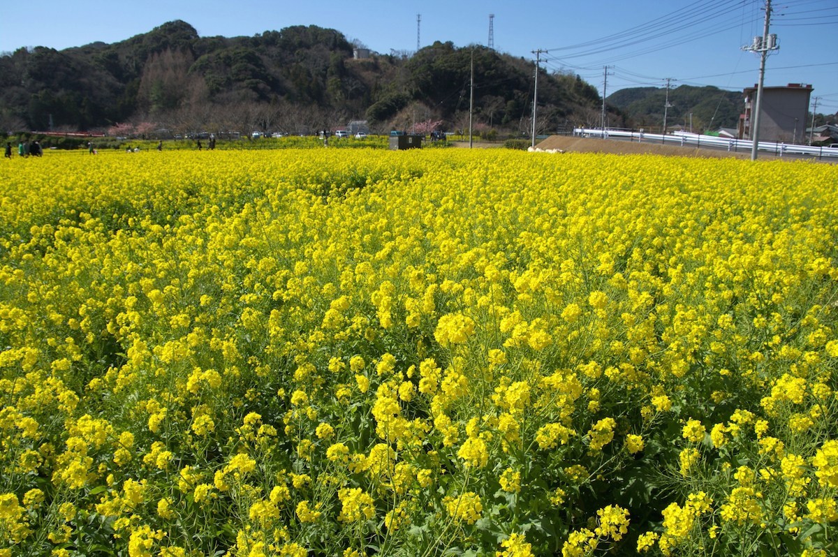 菜の花が咲く、日野会場
