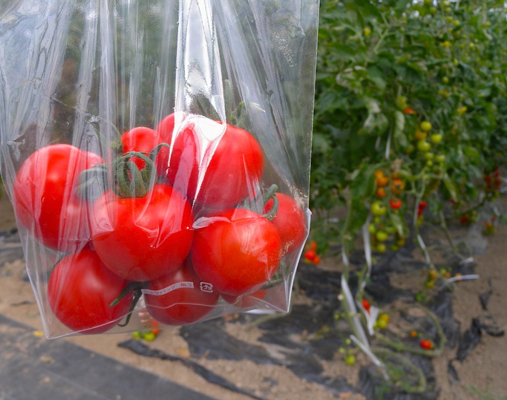 みんなみの里 鴨川市 で フルーツトマト摘み