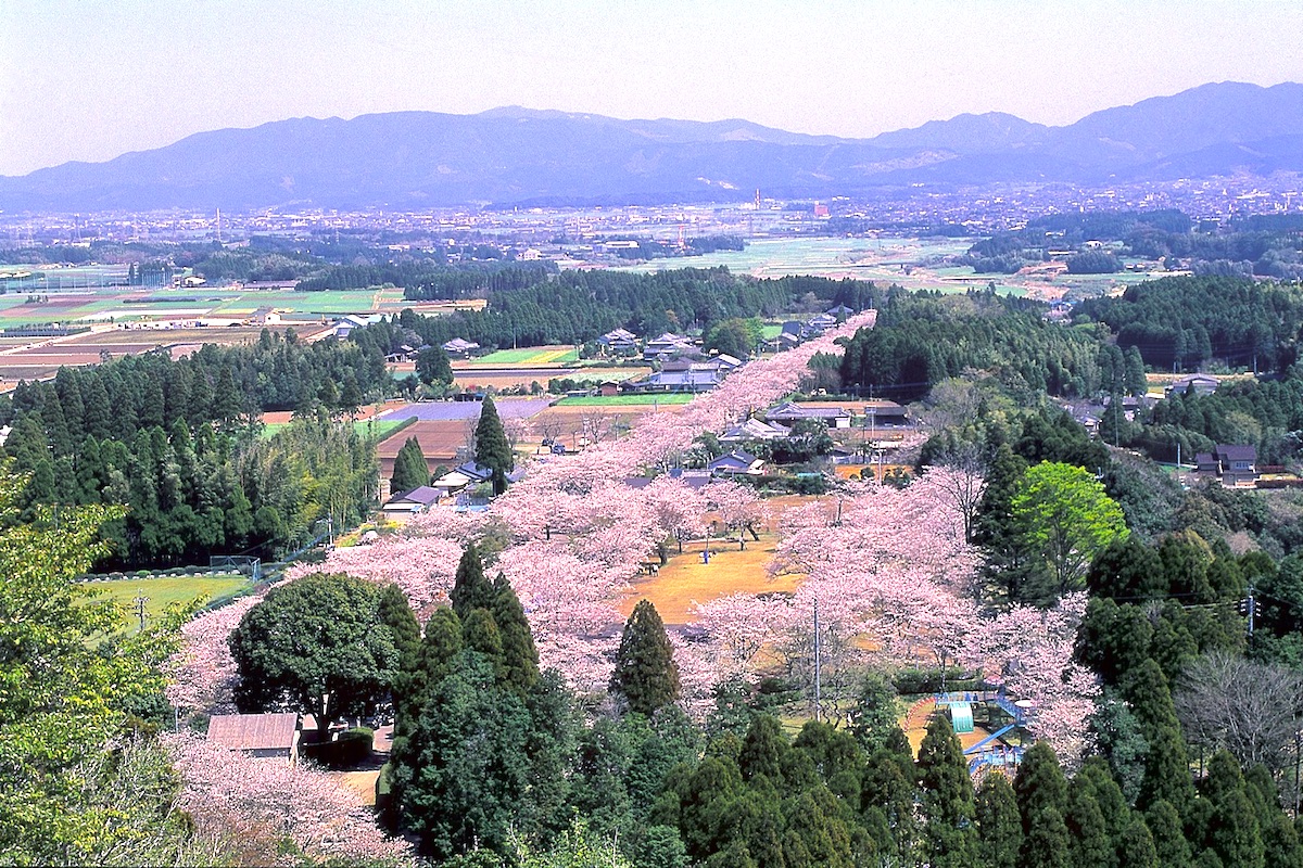 都城もちお桜まつり