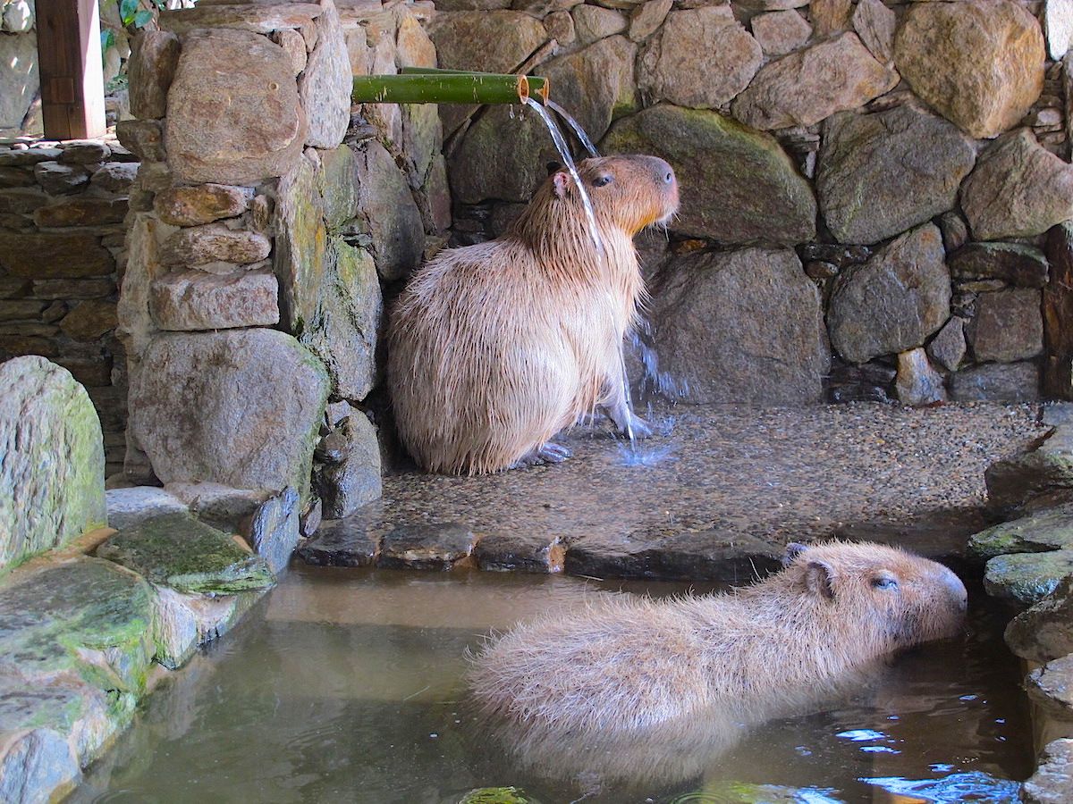 これが名物の「カピバラの打たせ湯」