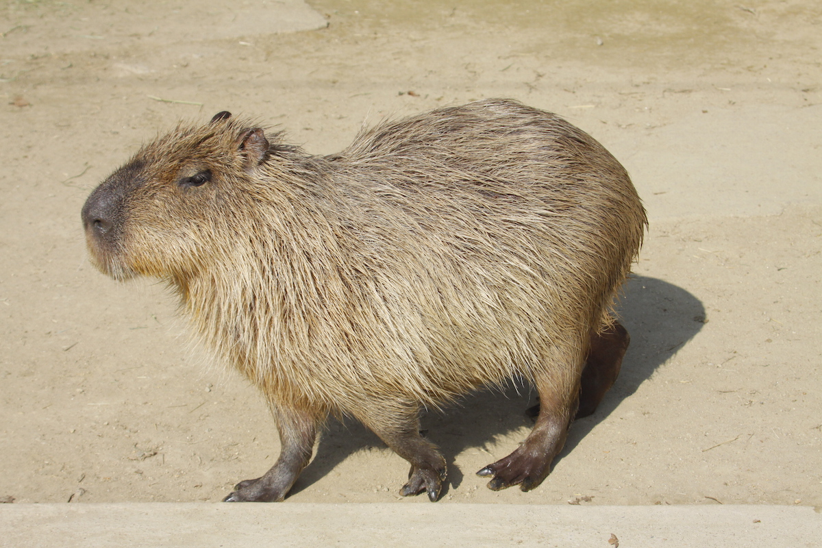 エリア内では放し飼いに!