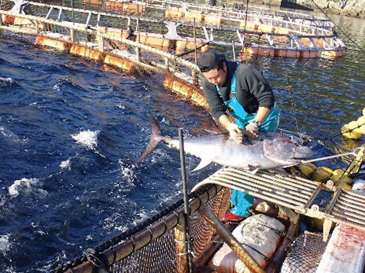新上五島町の養殖クロマグロ