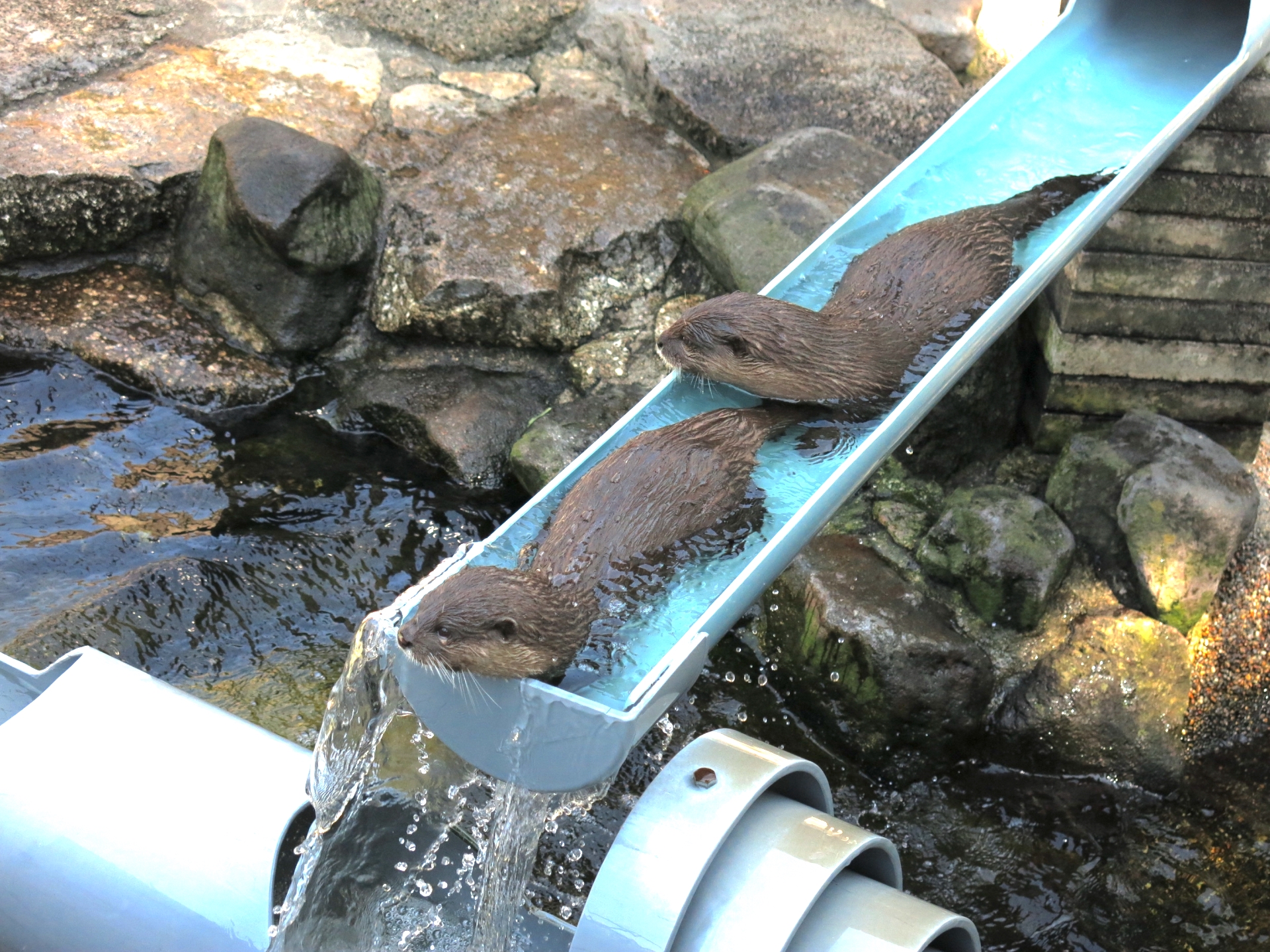 流しカワウソ