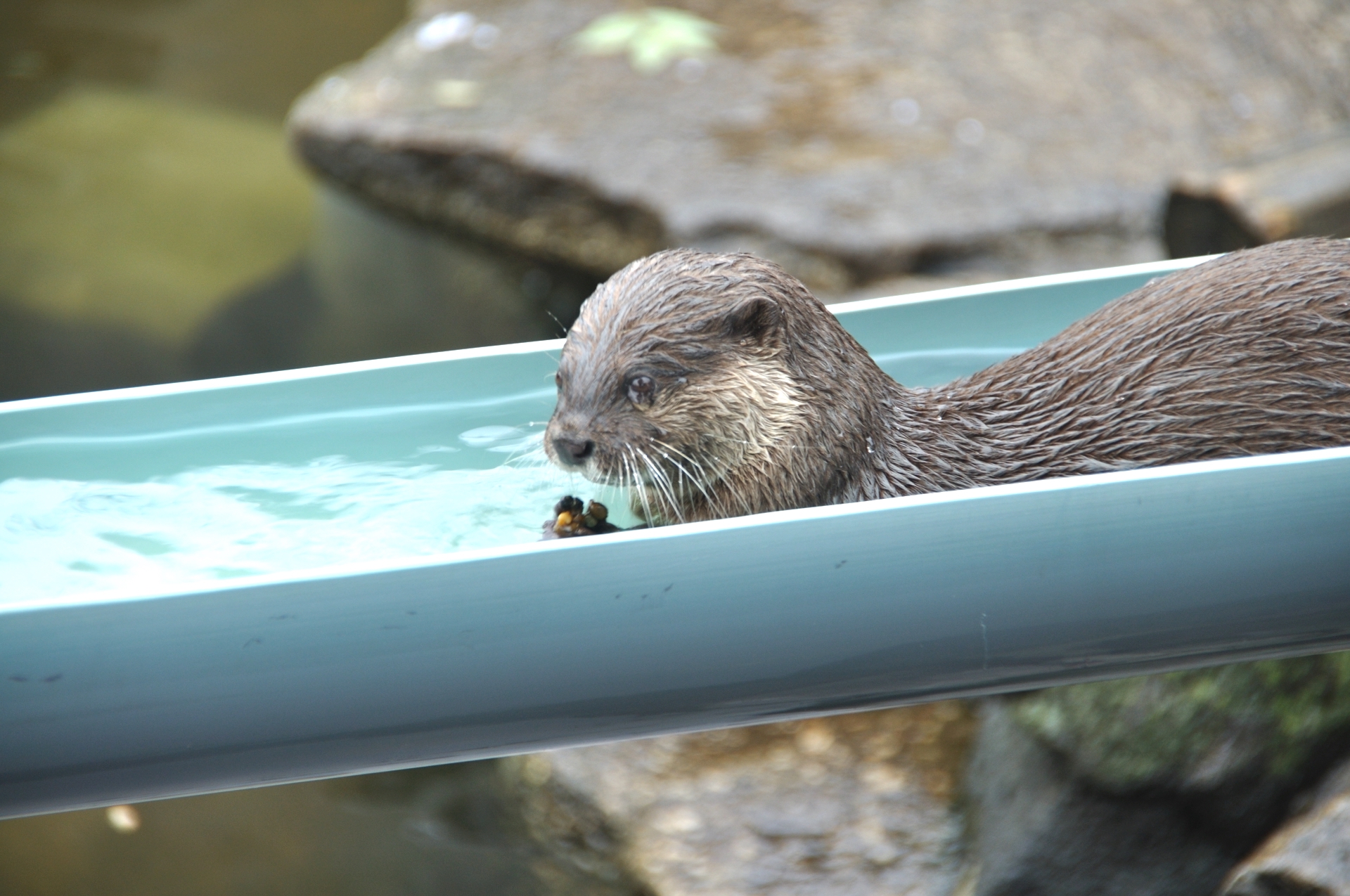 流しカワウソ