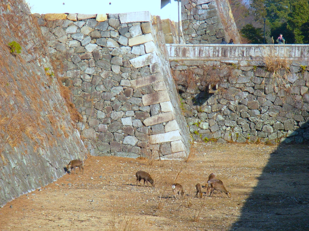 名古屋城の鹿
