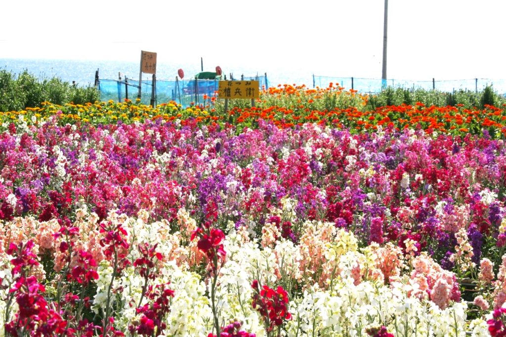 南房総の花摘み