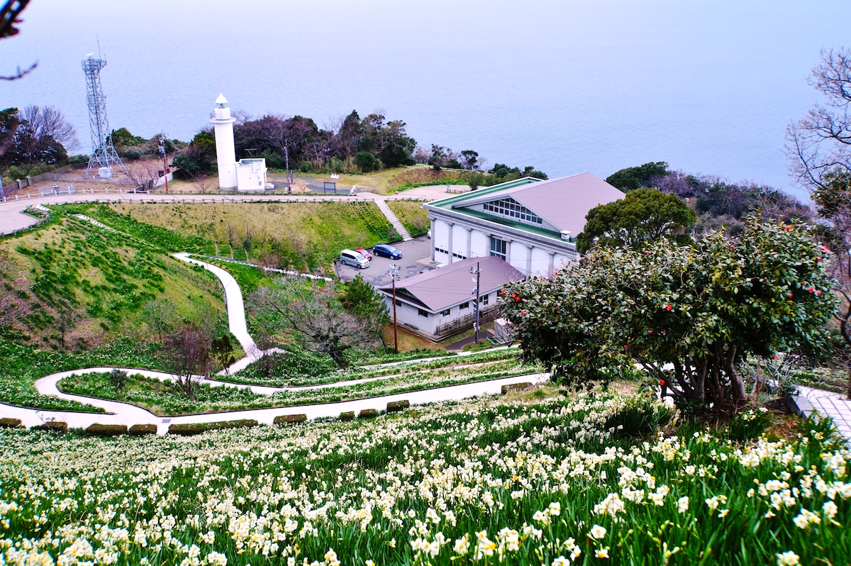 越前岬・水仙
