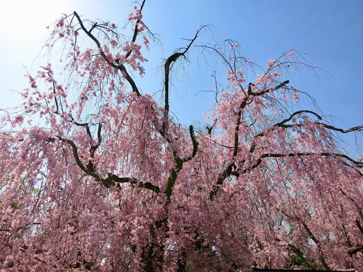 二条城桜まつり