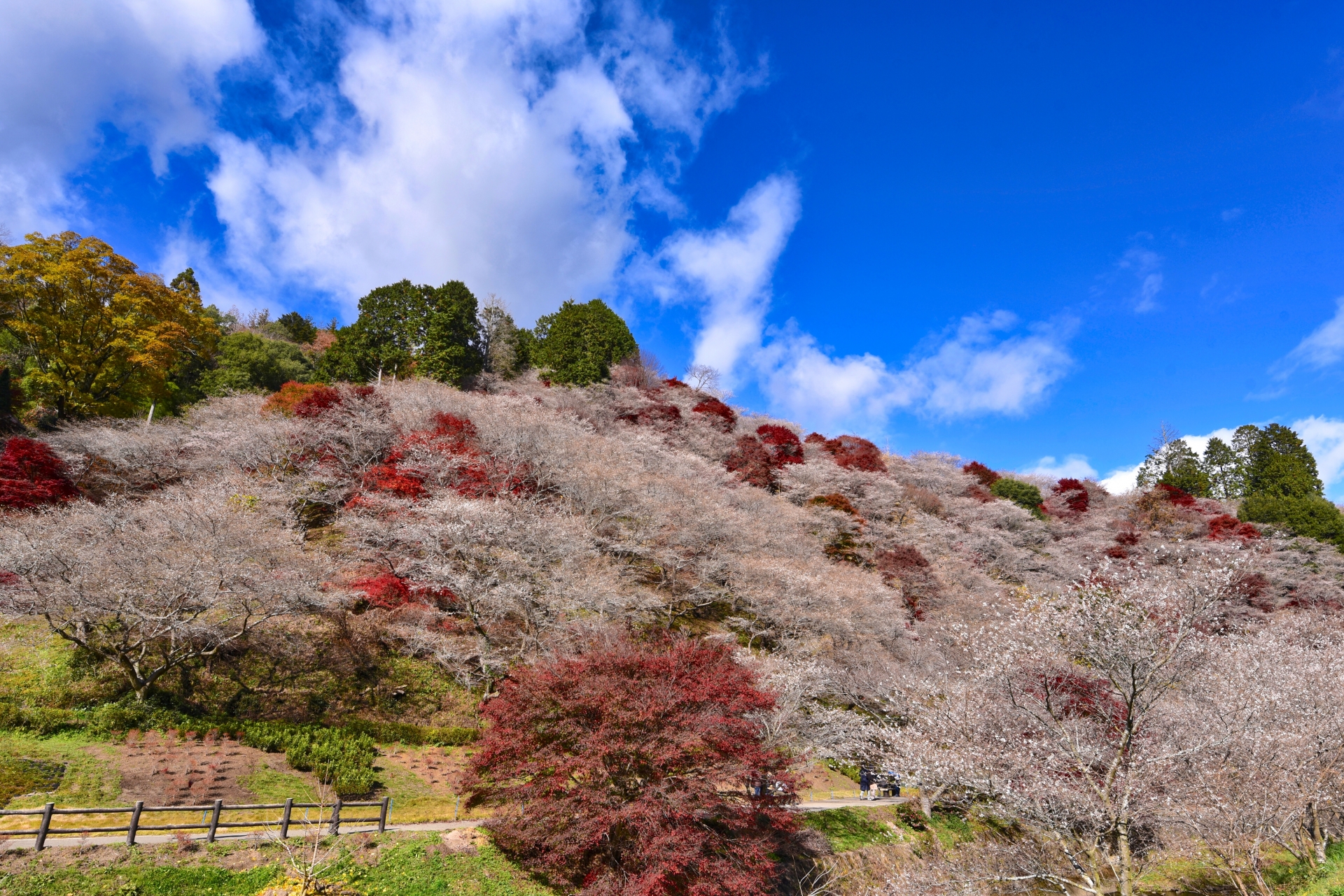 小原四季桜まつり