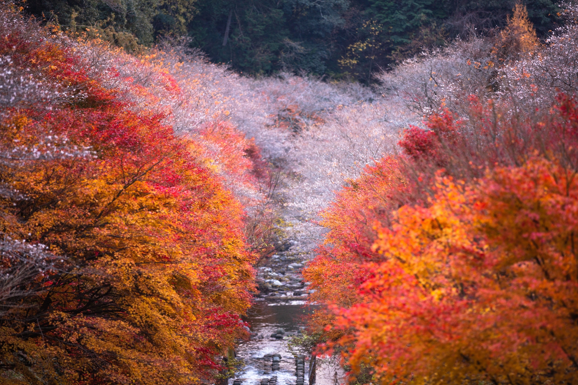小原四季桜まつり