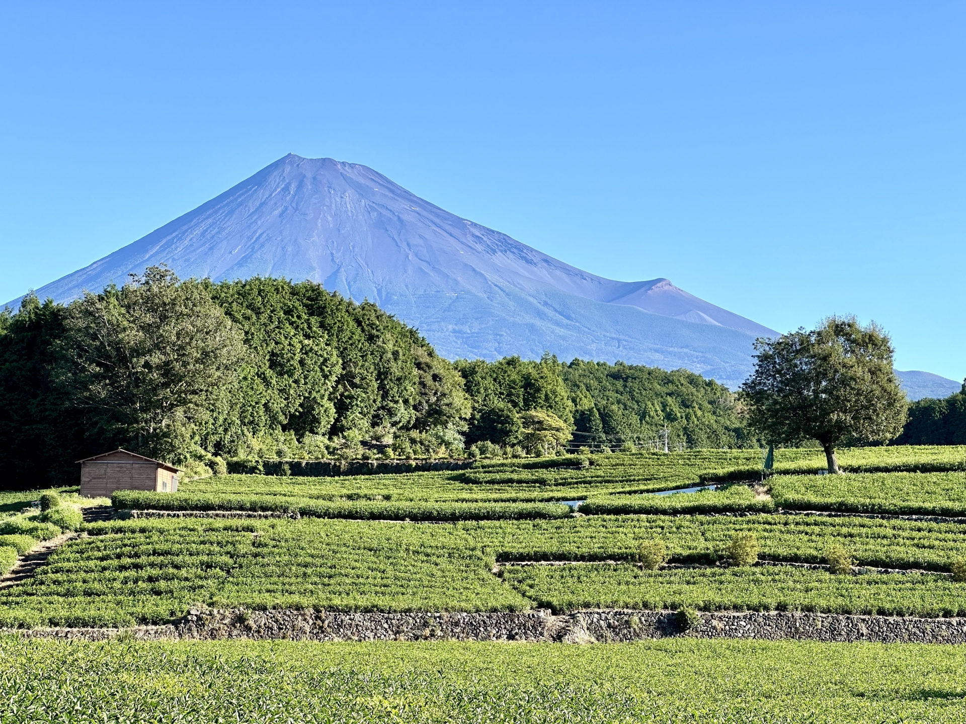 大淵笹場の茶園