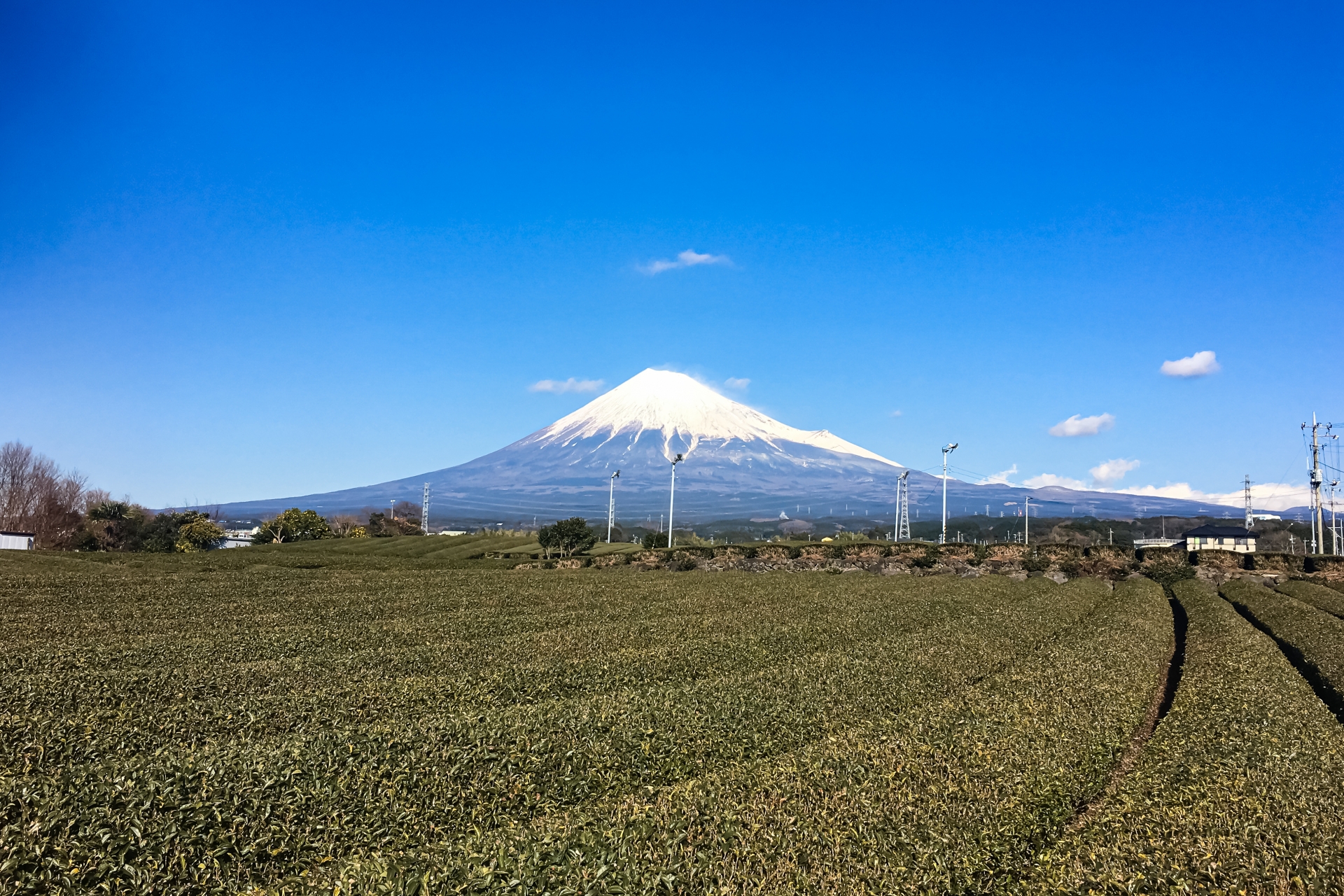 大淵笹場の茶園