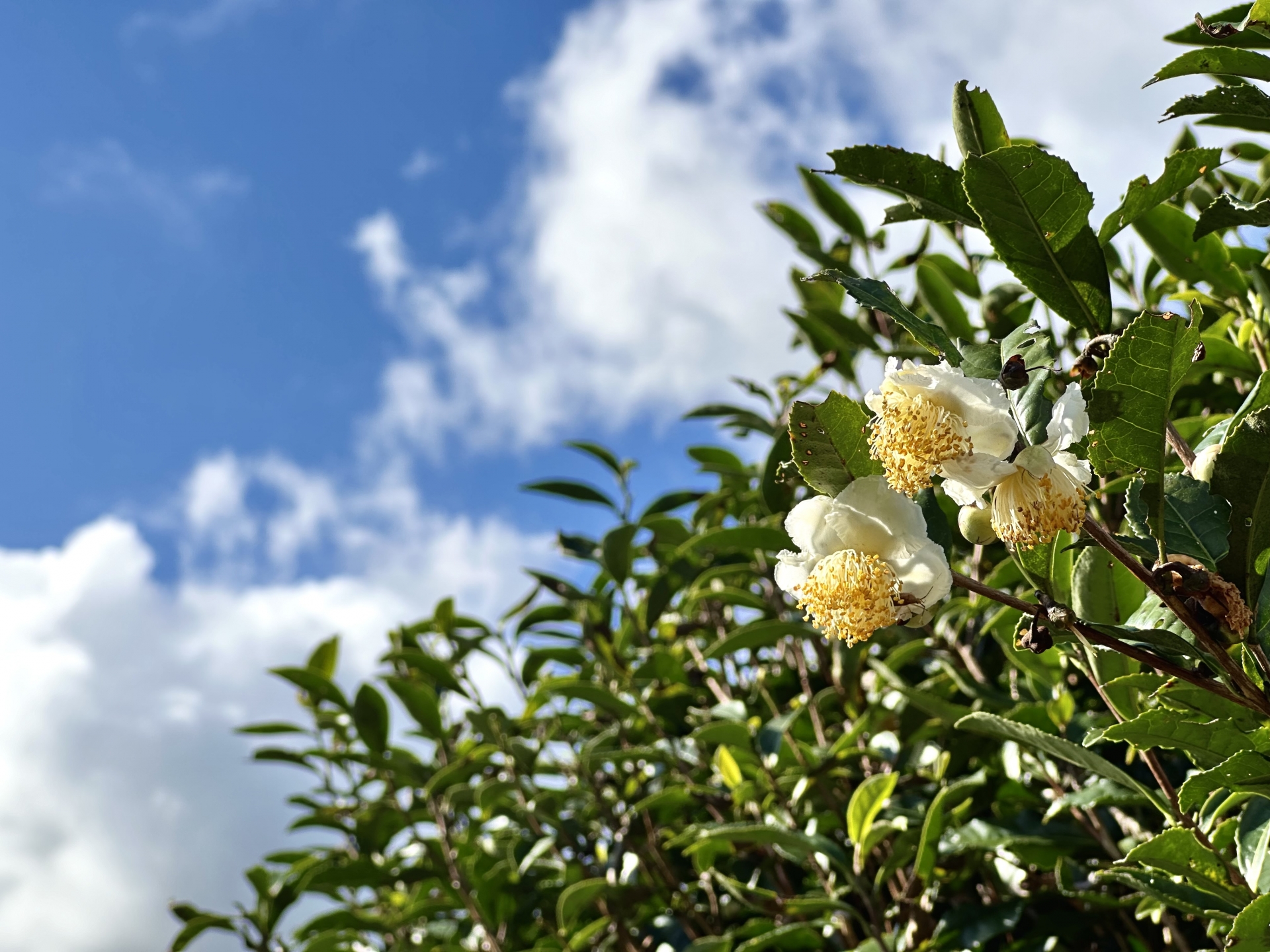 大淵笹場の茶園
