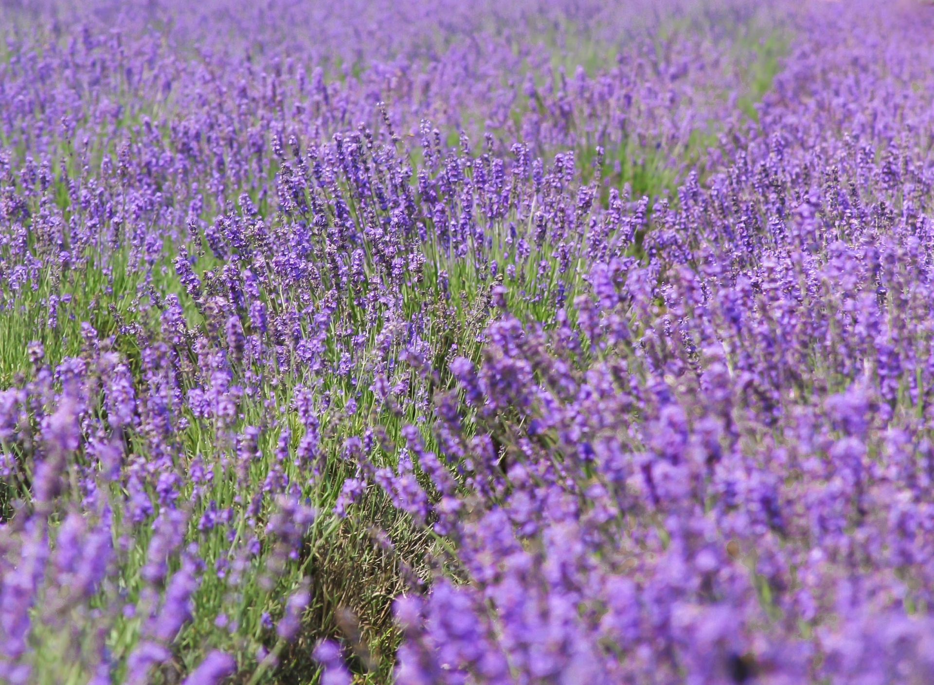大石公園・ラベンダー