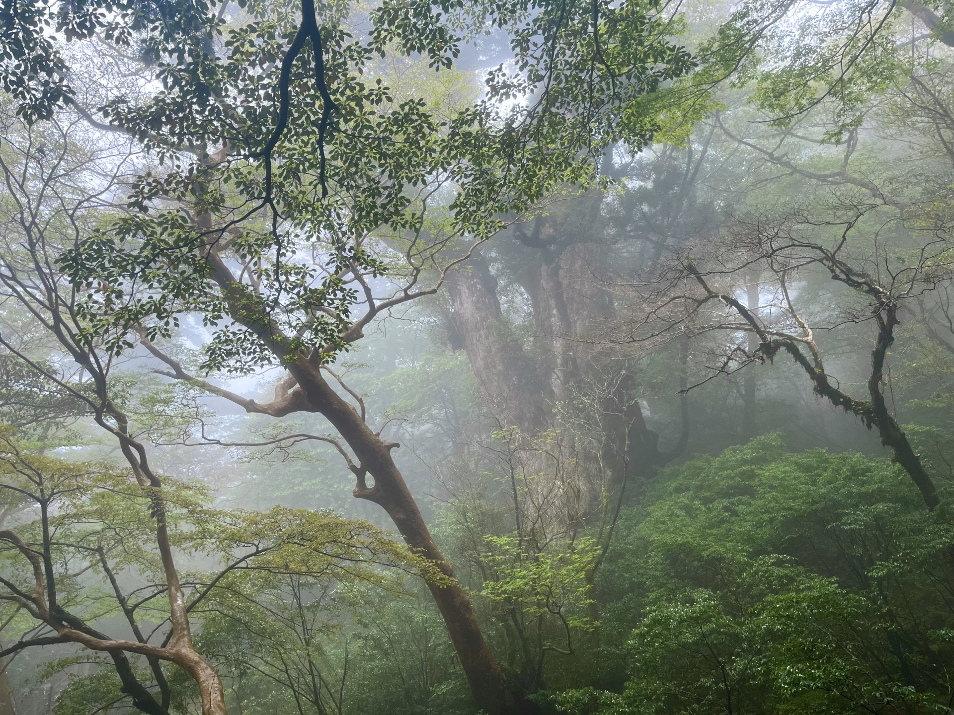 縄文杉（大岩杉）