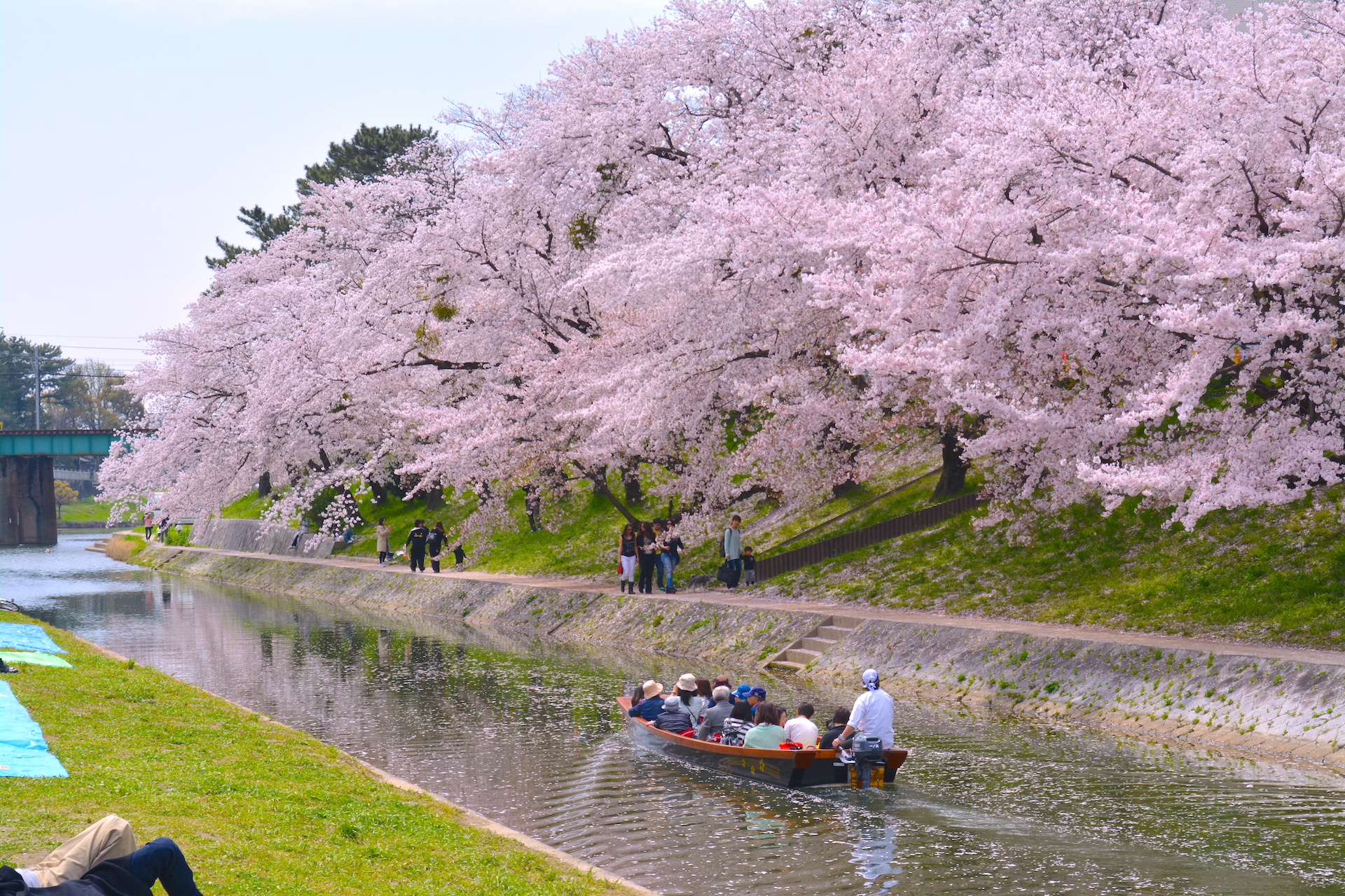 岡崎の桜まつり