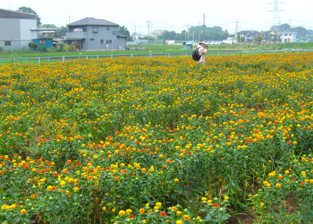 桶川・紅花