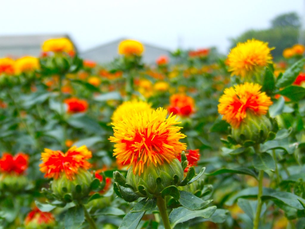 桶川・紅花
