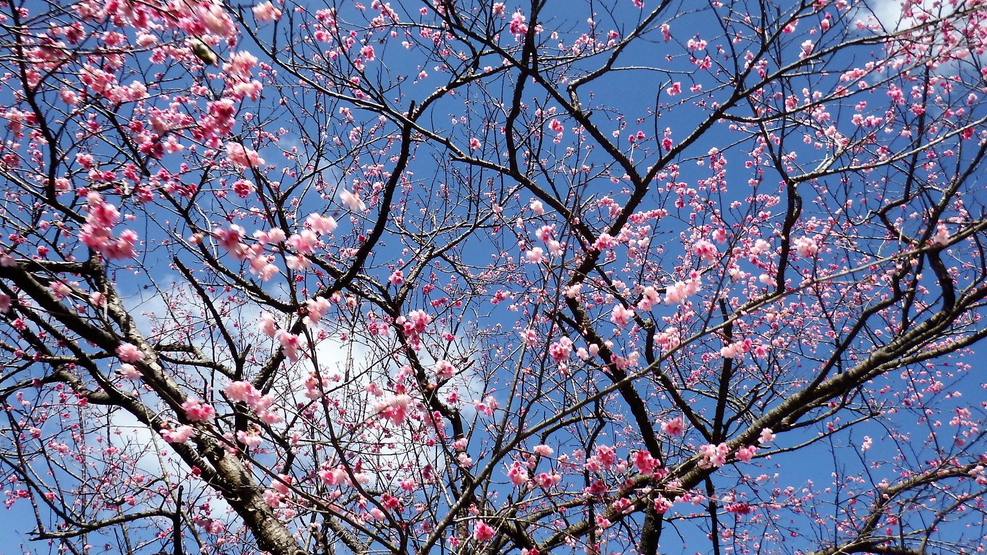 琉球寒緋桜